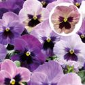 Bild von Viola P9 Grootbloemig Purple suprise